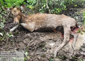 आवारा कुत्ते चीतल को नोंच रहे थे और फिर फॉरेस्ट गॉर्ड ने घायल चीतल को बचाया तो मगर कुछ ही देर में उसकी मौत हो गई 1 IMG 20230925 WA0862 1