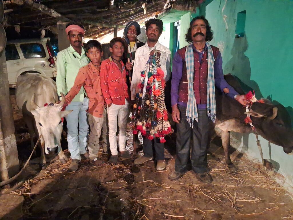 देऊठनी के पावन पर गौव माता पर पूजा अर्चना कर गला में मयूर पंख से बनाया सोहाई बांधा गया । 1 IMG 20231123 202830
