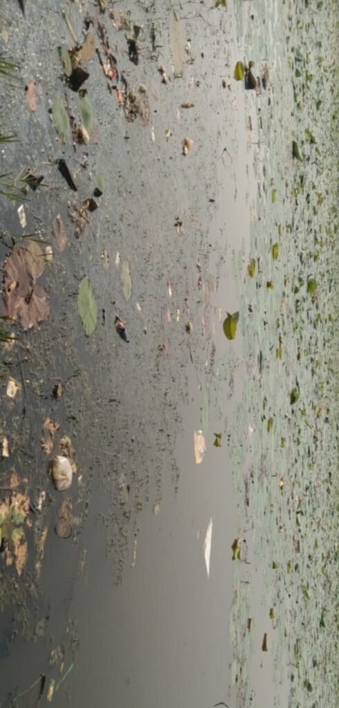बदबूदार और गंदगी से डोंगरा मोतिंम बंद तालाब में निस्तारी से बीमारियों को दावत 1 Screenshot 20231119 174912 WhatsAppBusiness