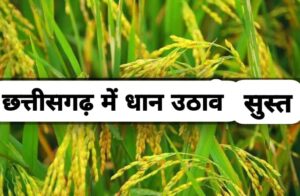 धान उठाव कि समस्या को लेकर सह. समिति कर्मचारी संघ, ने जिला विपणन अधिकारी को सौंपा ज्ञापन<br> 1 IMG 20240221 WA0215