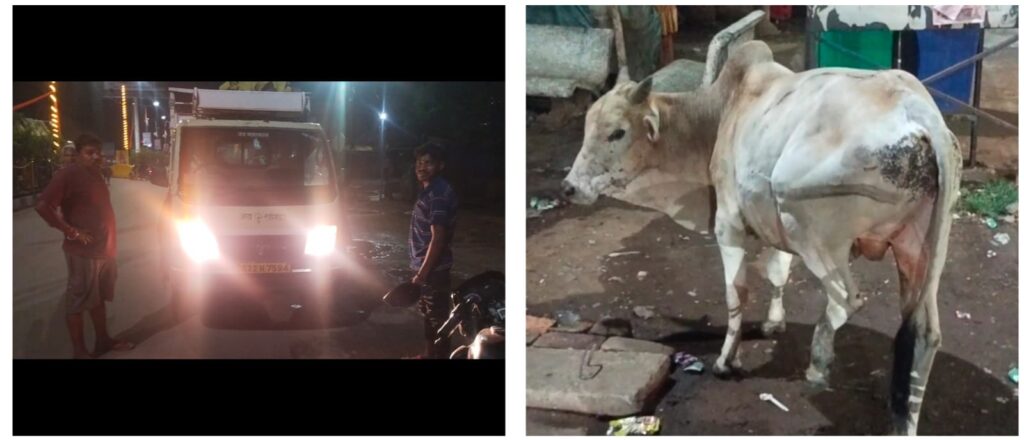 बस स्टैंड में छोटा हाथी के टक्कर से बछड़े का पैर टूटा<br> 1 IMG 20240424 WA0108