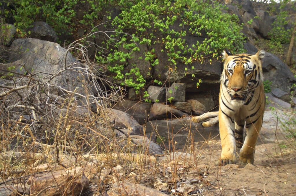 बारनावापारा अभ्यारण्य क्षेत्र में 1 बाघ सहित 3 दंतैल हाथी उपस्थित,लगातर कर रहे है विचरण। 2 1002742016