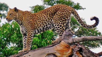 Leopard on a horizontal tree trunk