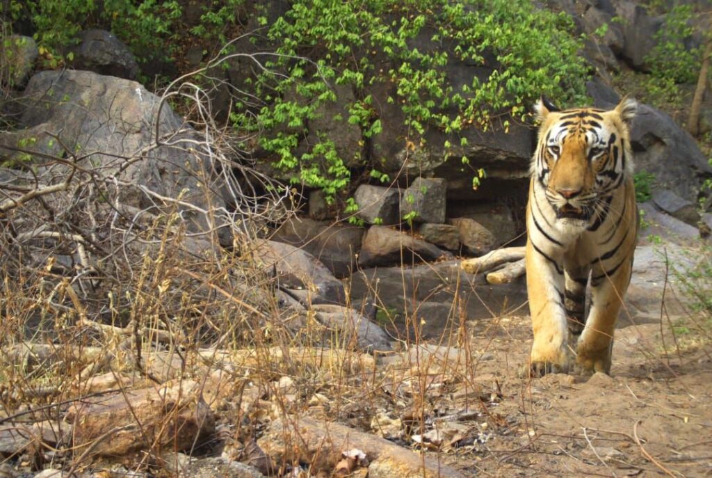 प्रकृति प्रेमियों के लिए पसंदीदा स्थान बना बारनवापारा अभ्यारण्य,जानवरों को करीब से जानने पर्यटकों के लिए तीन नये सफारी मार्ग एवं तीन नये गेट बनकर हुआ तैयार। 1 img 20241118 wa00424849579678462644308