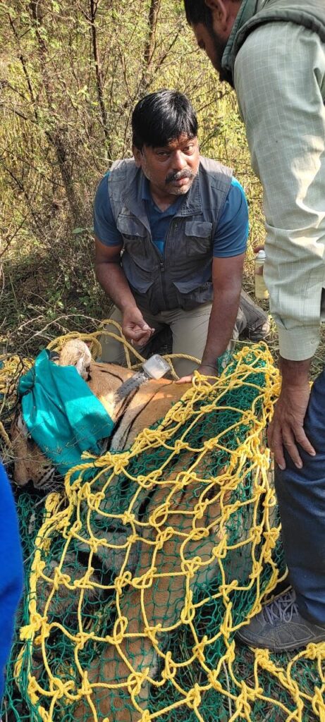 कसडोल में वन विभाग की टीम ने बाघ को रेस्क्यू किया 9 घंटे की कड़ी मशक्कत के बाद वन विभाग ने वन विभाग की टीम ने ट्रेंकुलाइज करके बाघ को पकड़ा 1 img 20241126 wa03249161050650622827960