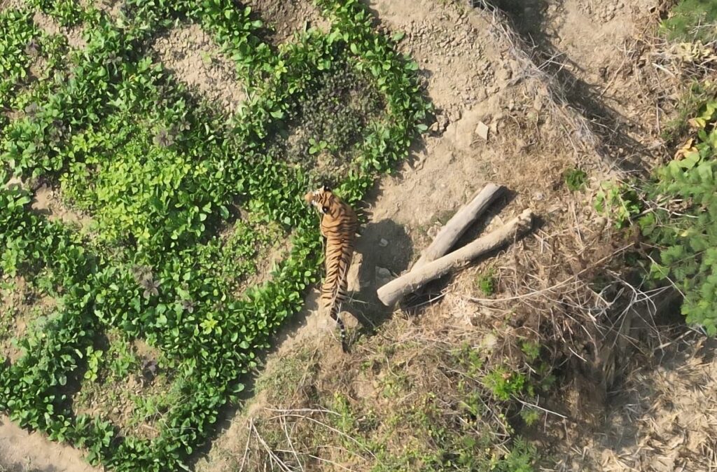कसडोल में वन विभाग की टीम ने बाघ को रेस्क्यू किया 9 घंटे की कड़ी मशक्कत के बाद वन विभाग ने वन विभाग की टीम ने ट्रेंकुलाइज करके बाघ को पकड़ा 2 img 20241126 wa0325461911365941990756